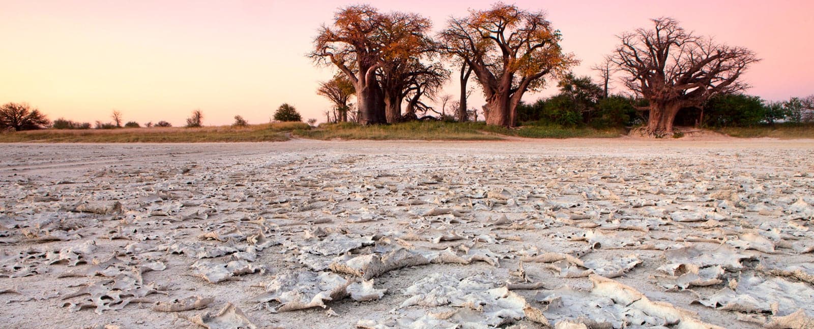 Maun