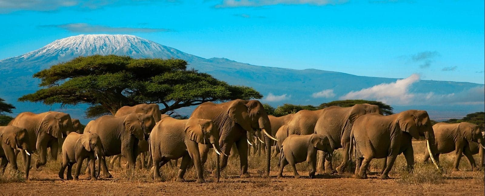 Nairobi - Amboseli National Park