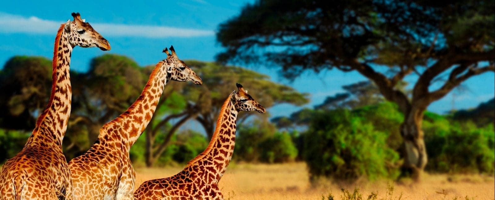 Amboseli National Park - Nairobi