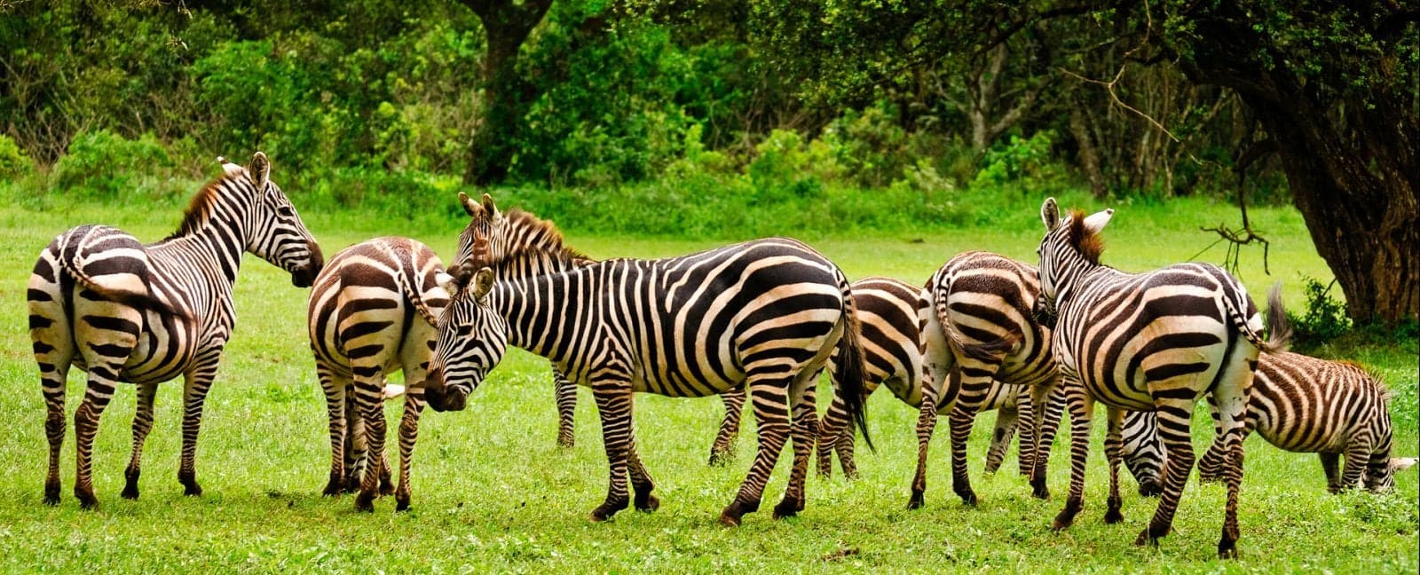 Nairobi - Aberdares