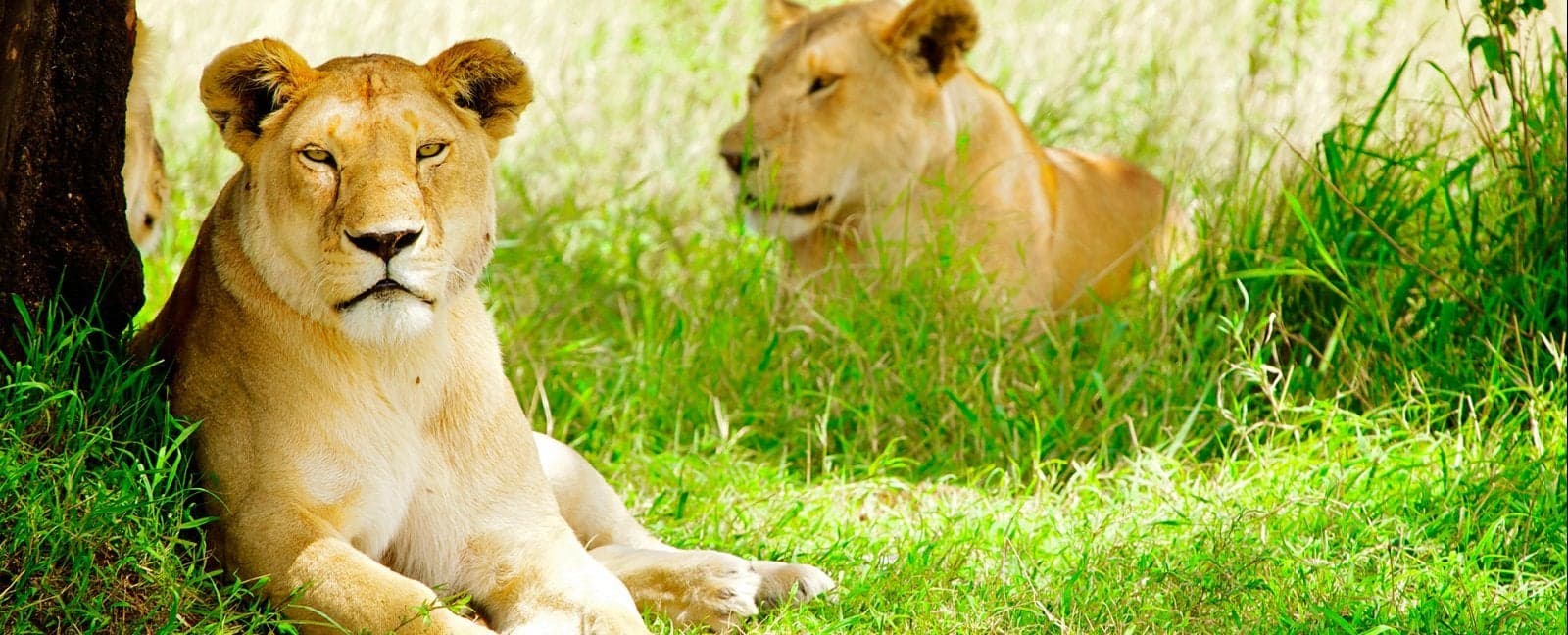 Nakuru - Maasai Mara