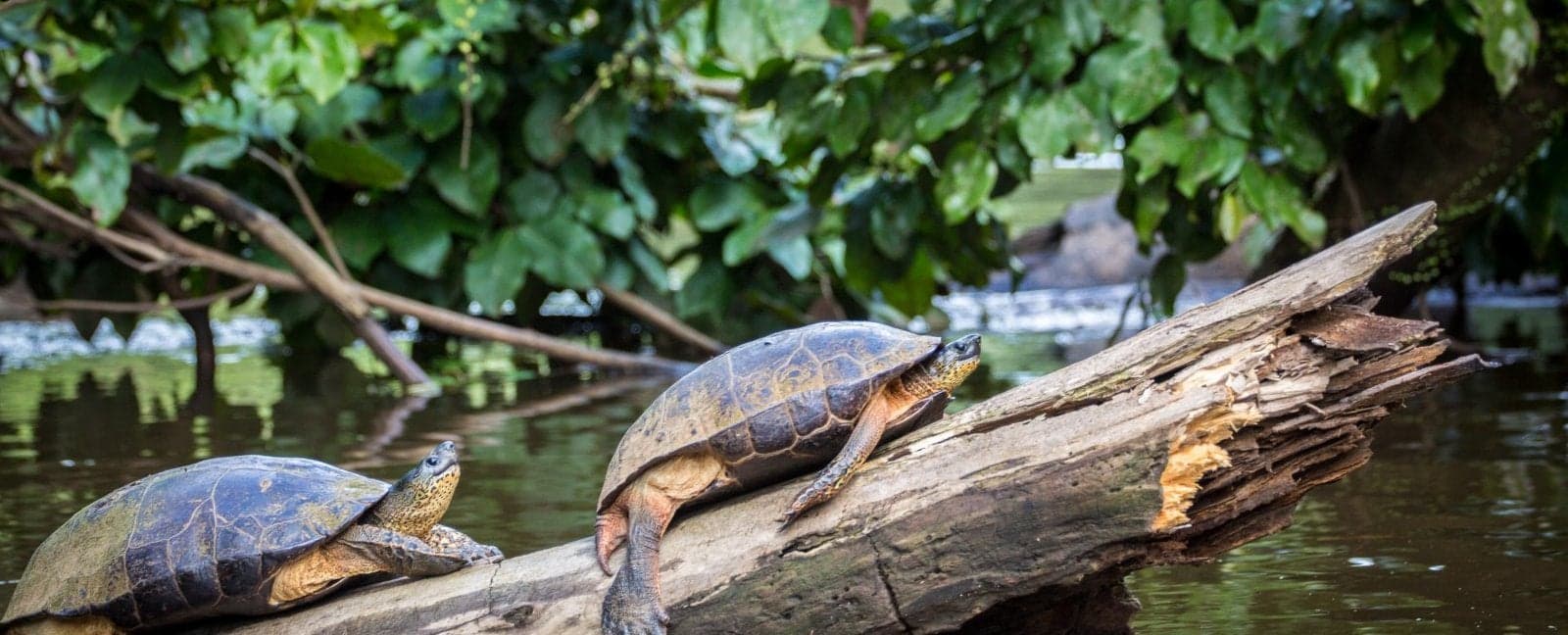 San José - Tortuguero