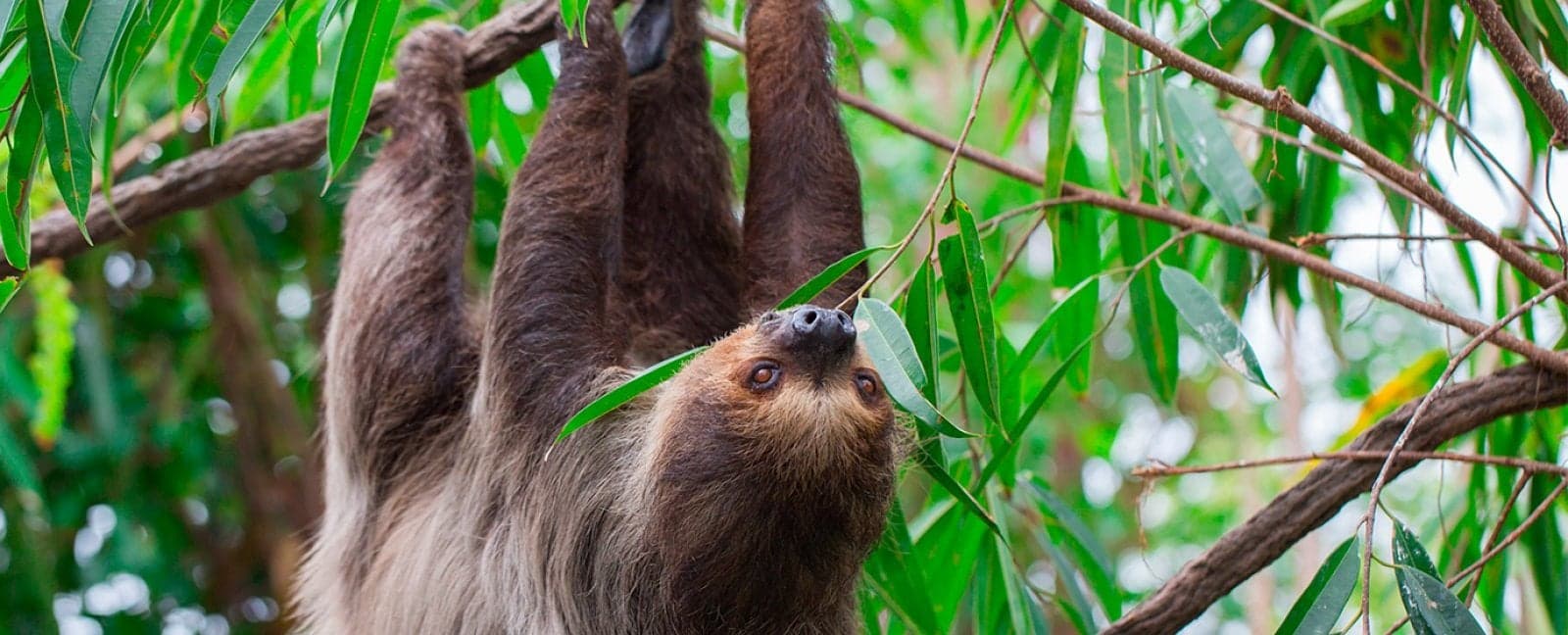 Arenal - Monteverde
