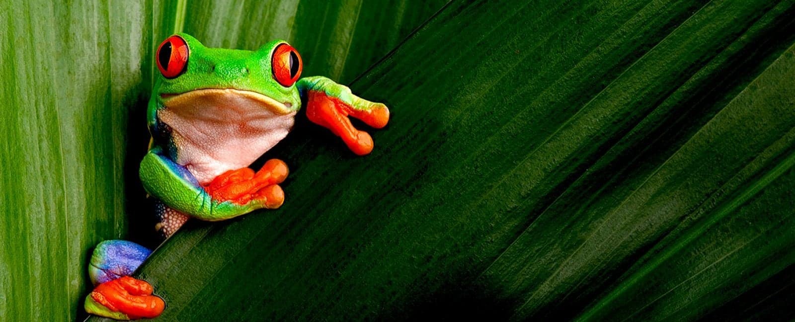 Monteverde