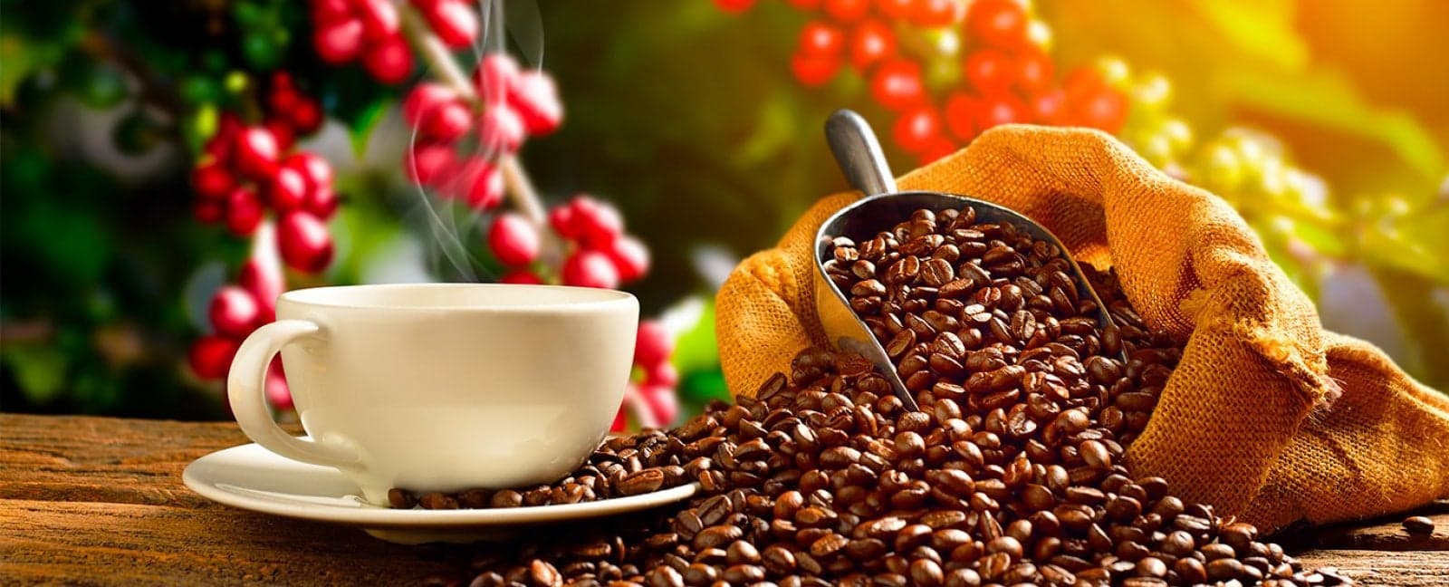 Coffe Axis - Cocora Valley - Salento - Coffe Axis