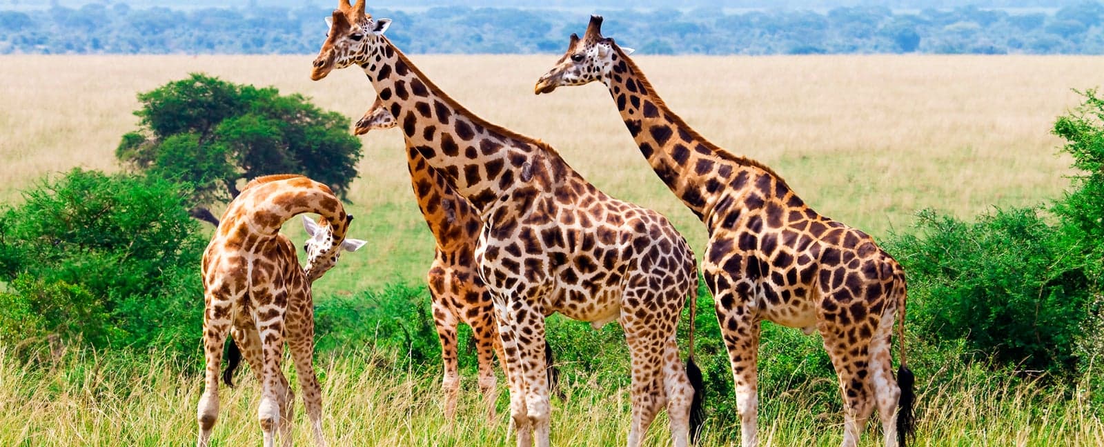 Kruger National Park