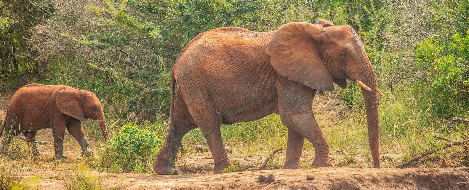 Kruger National Park