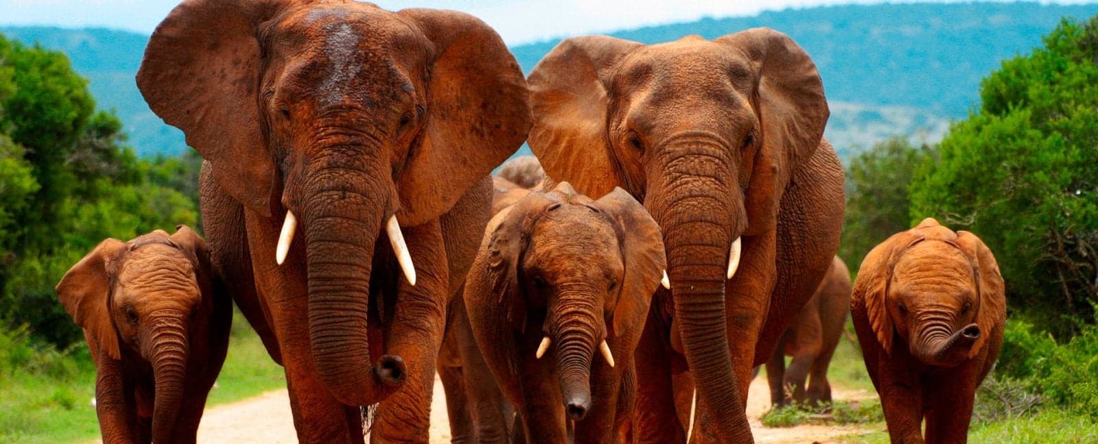 Parque Nacional Kruger