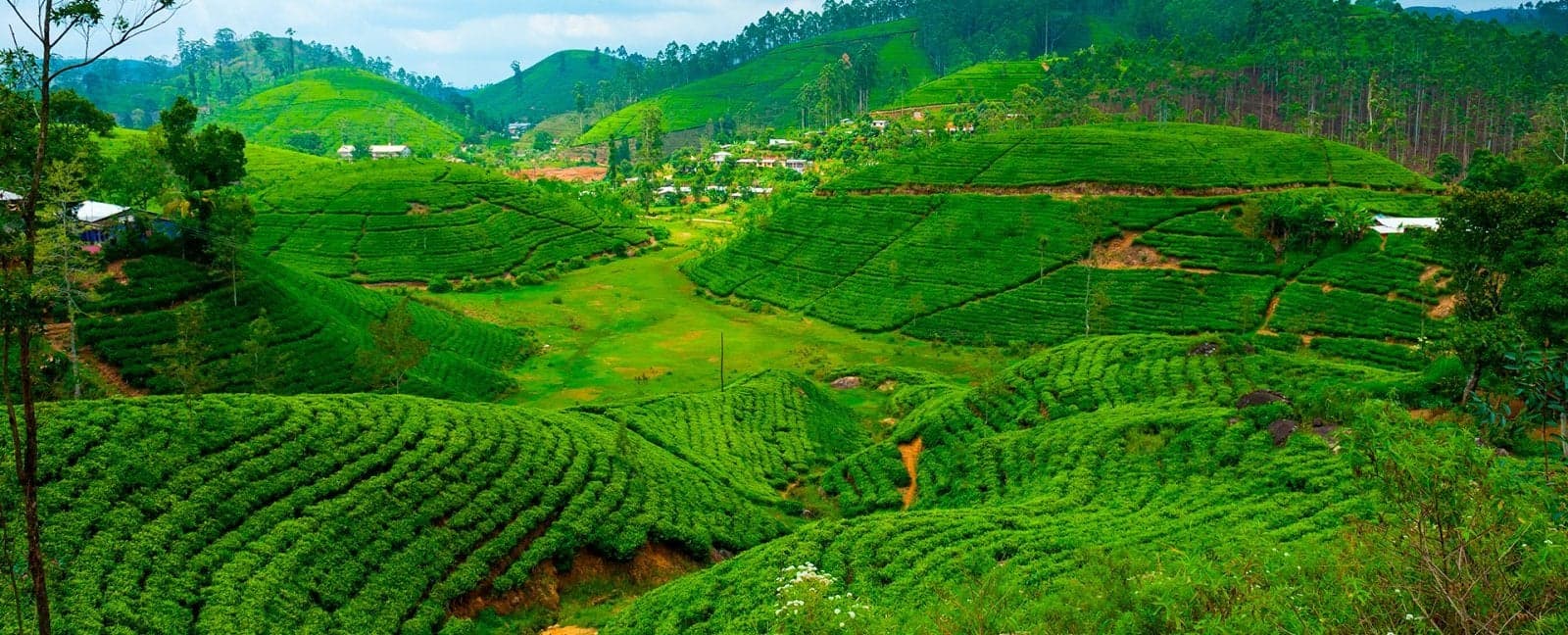 Kandy - Nuwara Eliya