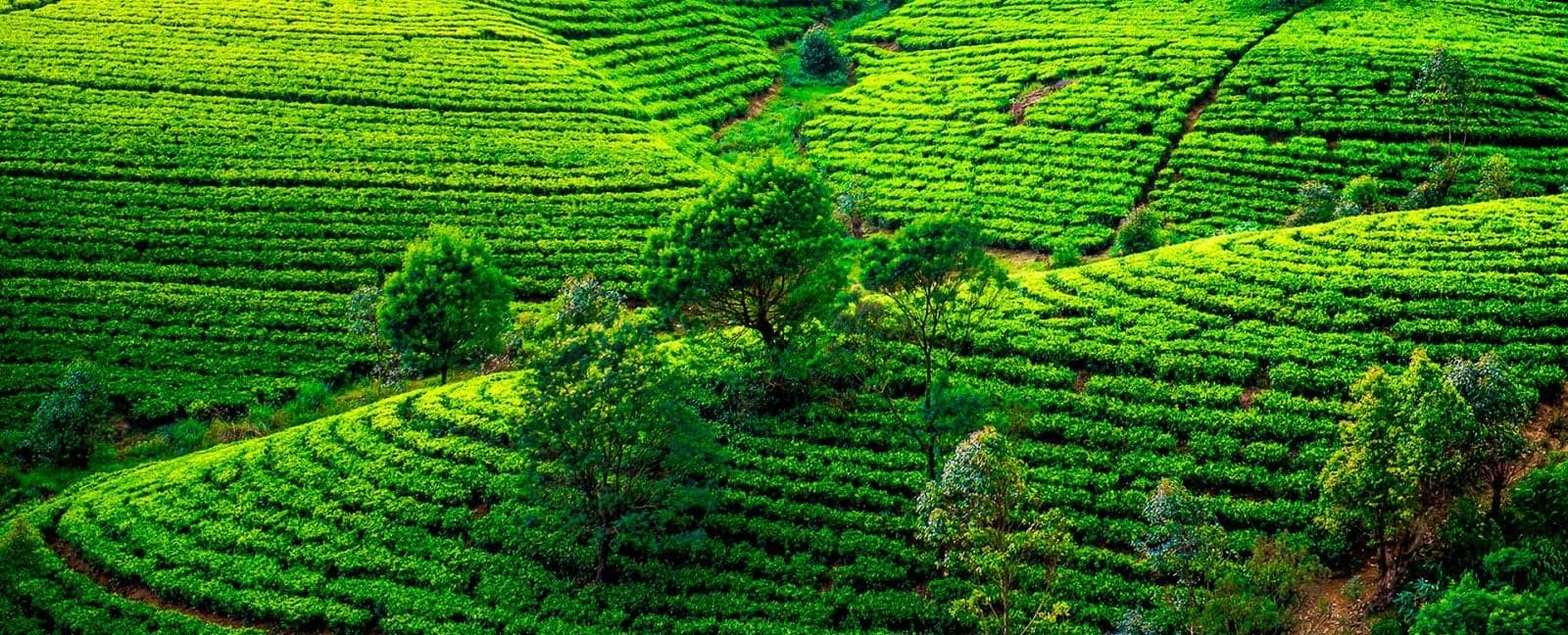 Kandy - Nuwara Eliya