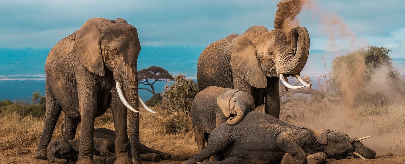 Parc National d'Amboseli - Nairobi