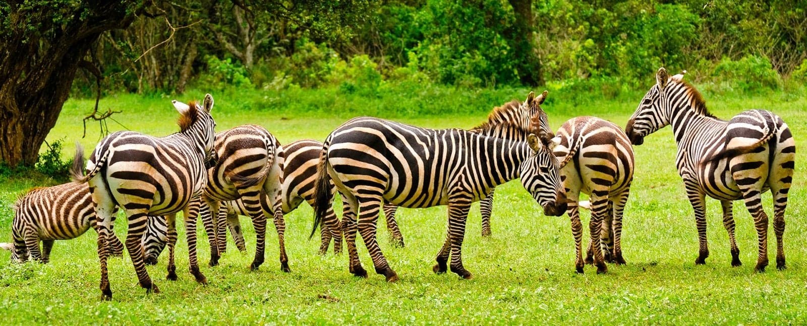 Parc National d'Aberdare - Parc National du Lac Nakuru
