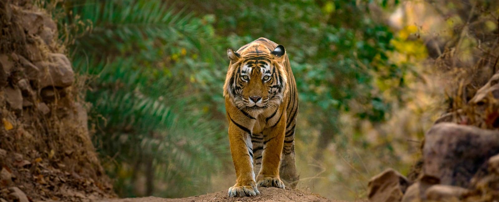 Ranthambore