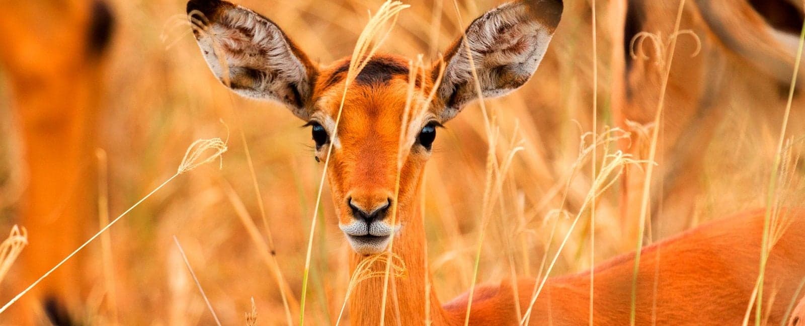 Lake Nakuru - Masaai Mara