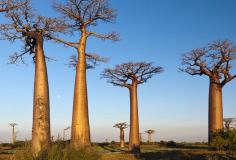 Was gibt es in Madagaskar zu sehen