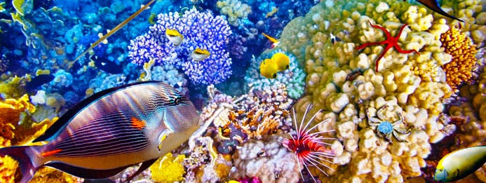 pez en la barrera de coral de australia