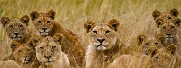 leonas en parque kruger