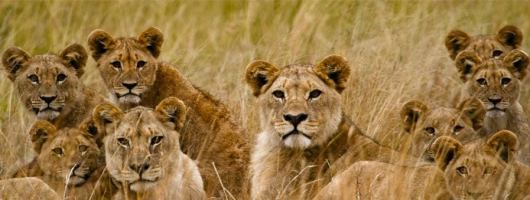 leonas en parque kruger