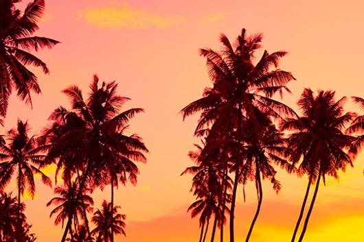 puesta de sol entre palmeras