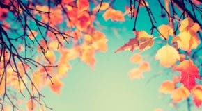 árboles en otoño