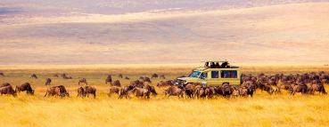 safaris en Africa - coche rodeado de búfalos