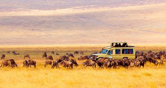 safaris en Africa - coche rodeado de búfalos