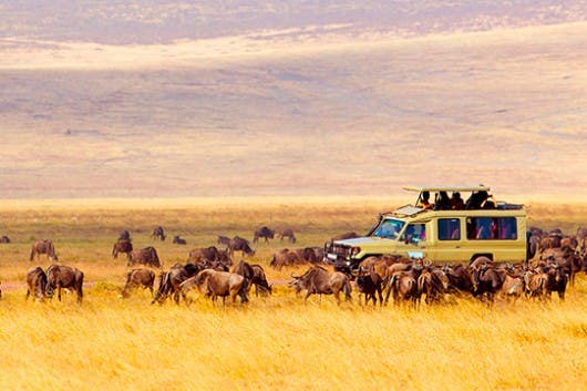 safaris en Africa - coche rodeado de búfalos