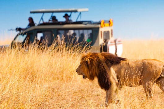Consejos a tener en cuenta si vas a realizar un safari africano