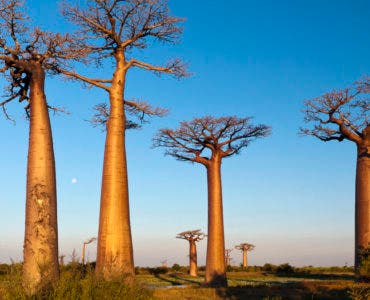 Qué-ver-en-Madagascar