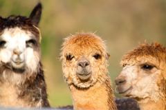 que ver en chile, alpacas