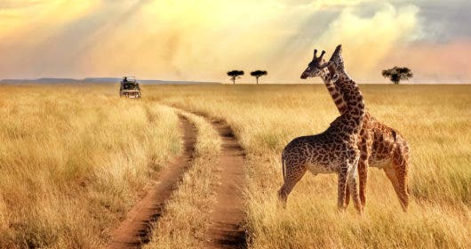 safaris-en-afrique