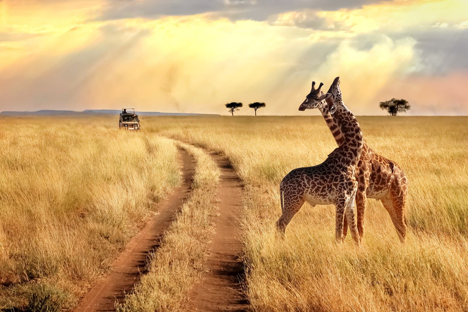 pourquoi safari s'ouvre en petit