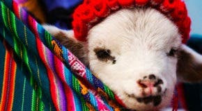 tips for holidays in Peru with children