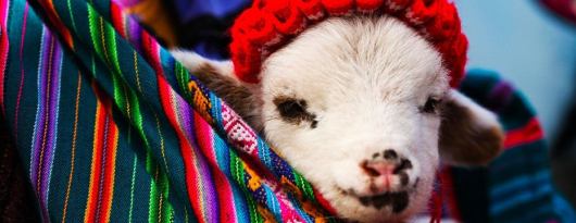 tips for holidays in Peru with children