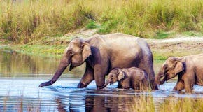 elephants having a bath