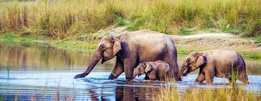 elephants having a bath