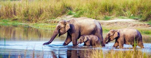 elephants having a bath