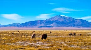 largest deserts in South America