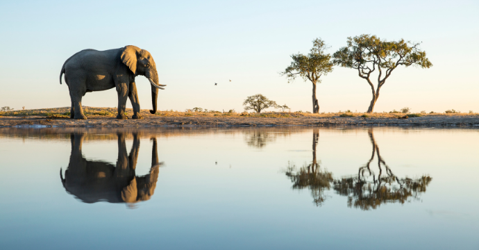 Chobe National Park African Safaris