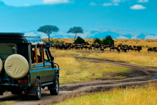 African safaris & wildlife tours