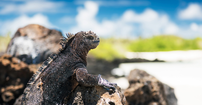 Galapagos Islands: best national parks in south america