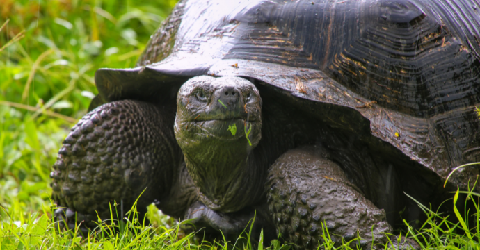 Giant Tortoise: Galapagos islands wildlfie