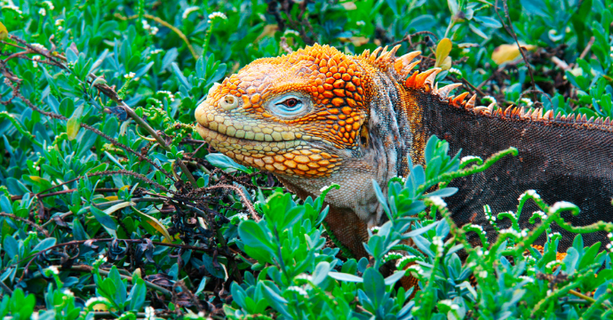 Land Iguana: galapagos islands animals