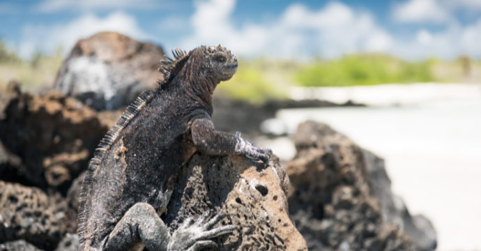 Marine iguanas: galapagos islands animals