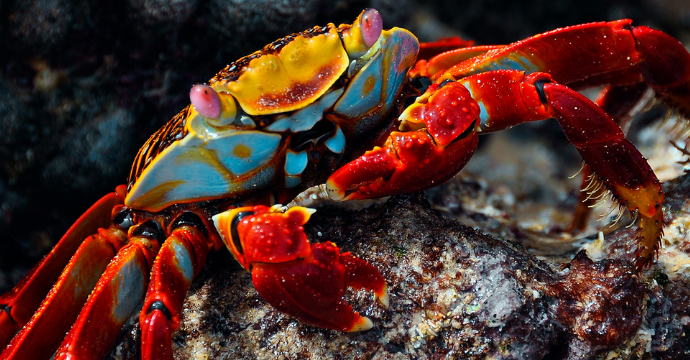 Sally-Lightfoot Crab