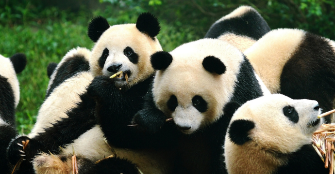 Giant Pandas: sightseeing in China