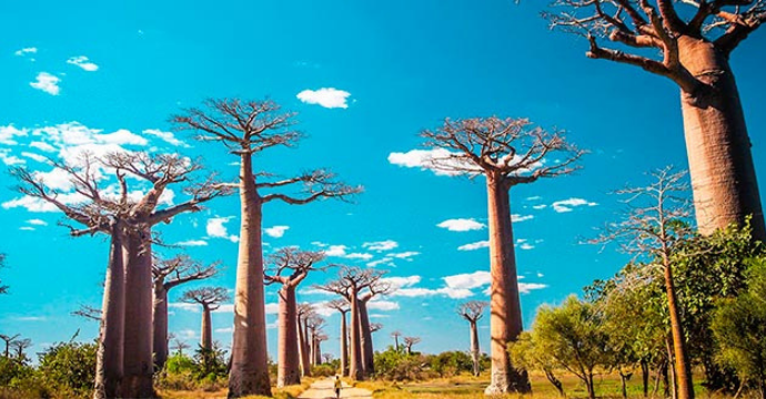 Avenue of Baobabs: interesting facts about madagascar