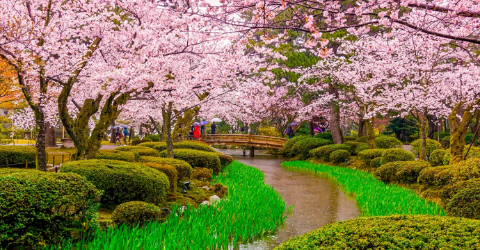 Cherry Blossom - spring festivals around the world