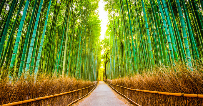 Bamboo Forest: Most beautiful sights in Asia