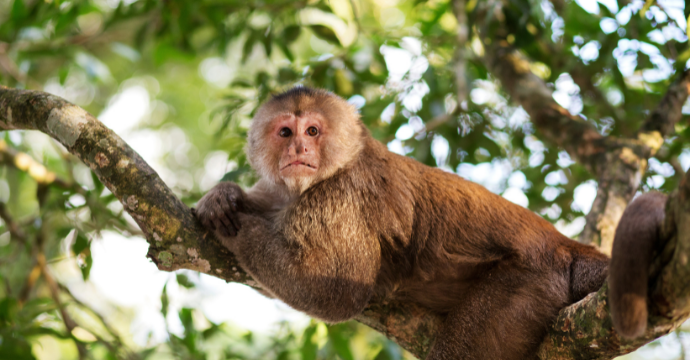 Monkey - tours of the Amazon rainforest